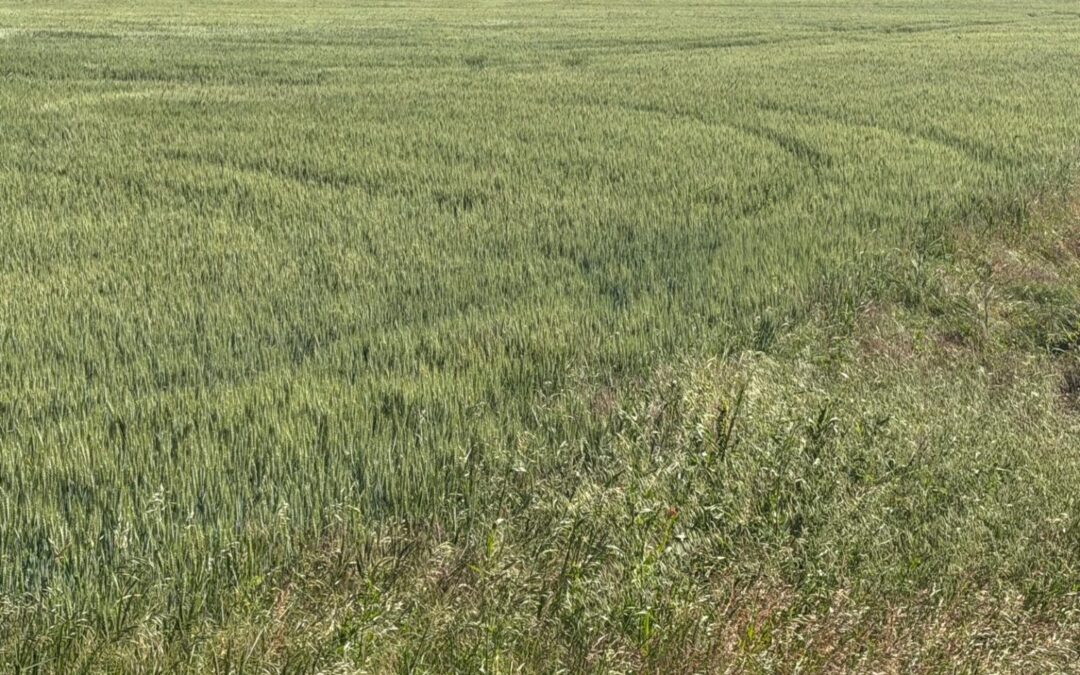 Fonduri în valoare de 265 de milioane de euro pentru investiții în energie regenerabilă în agricultură și industria alimentară